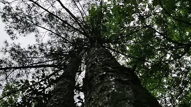 旅行树林森林大树拍摄视频视频的预览图